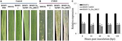 Corrigendum: Functional Verification of Two Genes Related to Stripe Rust Resistance in the Wheat-Leymus mollis Introgression Line M8664-3